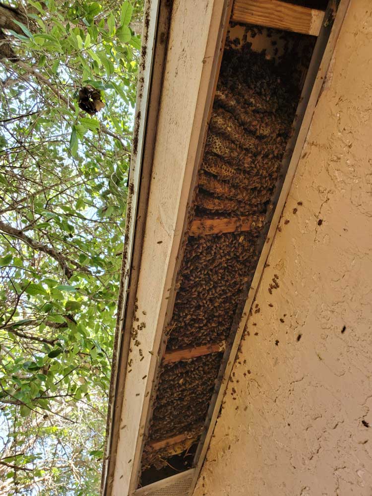 bees in roof